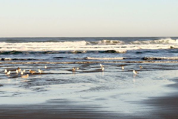 A serene beach scene with gentle waves, wet sand, and several birds along the shoreline under a clear blue sky.