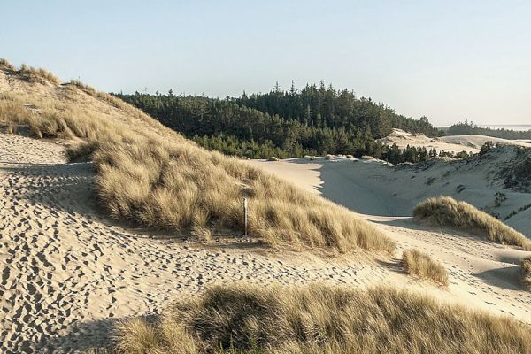 The image shows sand dunes with grass and greenery, set against a clear, blue sky and forested background.