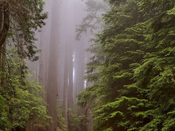 A foggy forest scene with a winding road surrounded by tall, lush green trees, creating a serene and mystical atmosphere.