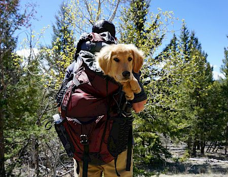 A person is hiking in the woods, carrying a golden retriever puppy in a backpack. Trees and a clear sky are visible in the background.