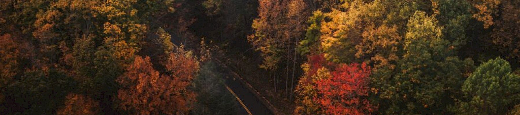 A winding road cuts through a dense forest with vibrant autumn foliage in shades of red, orange, and yellow, set against green trees.