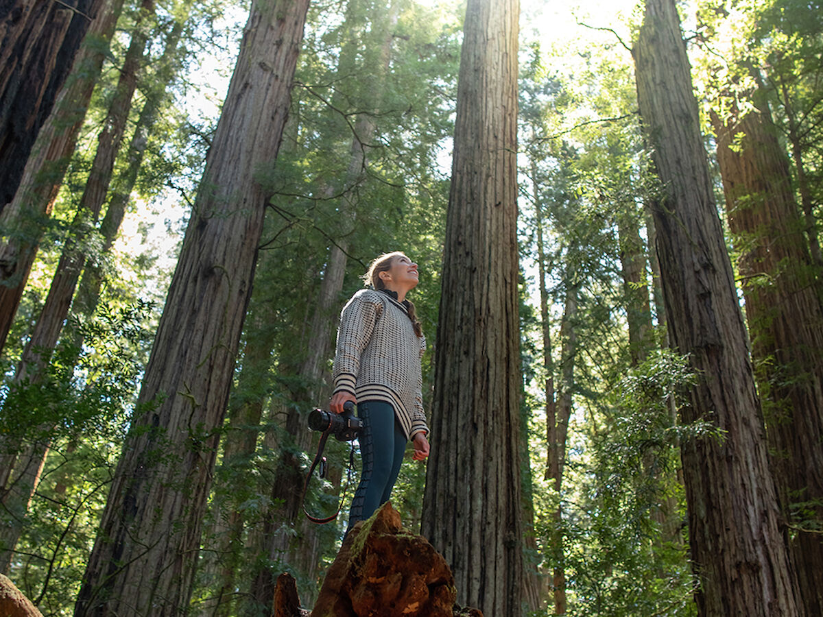 A person stands on a tree stump in a forest of tall trees, with sunlight streaming through the leaves.