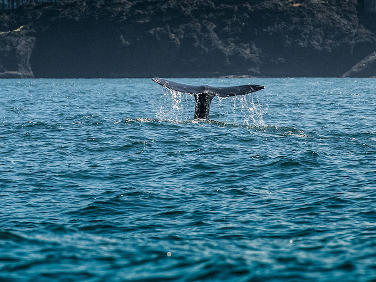 A whale's tail is splashing in the sea, with rocky cliffs in the background under a clear sky, creating a serene oceanic scene.