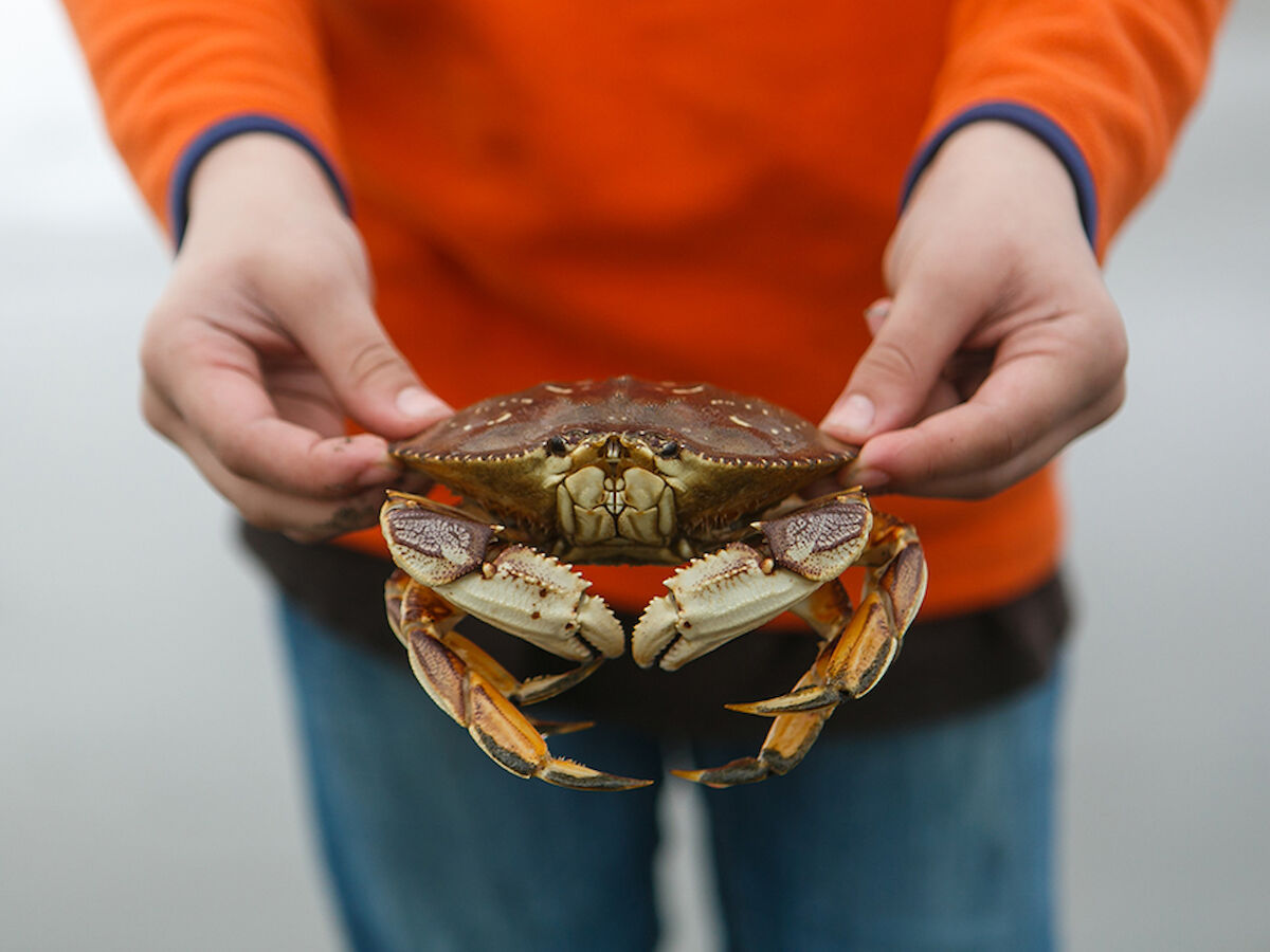 A person in an orange shirt is holding a live crab in both hands.