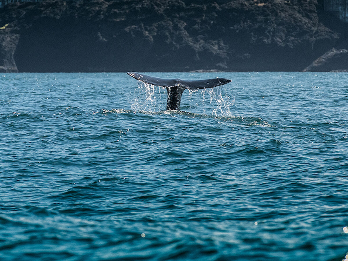 A whale's tail emerges from the ocean, surrounded by blue water and distant rocky cliffs in the background.