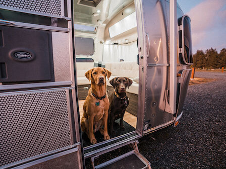 Two dogs are sitting in the open doorway of a silver camper van, looking out. The interior appears modern and well-lit.